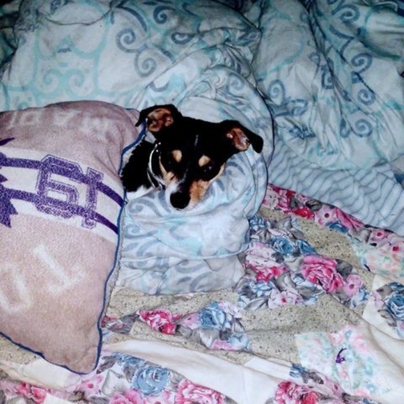 Meet your Posher, Scottie - Picture 1 of 1